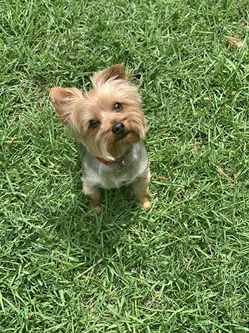 pet safe Chapin Mosquito Control