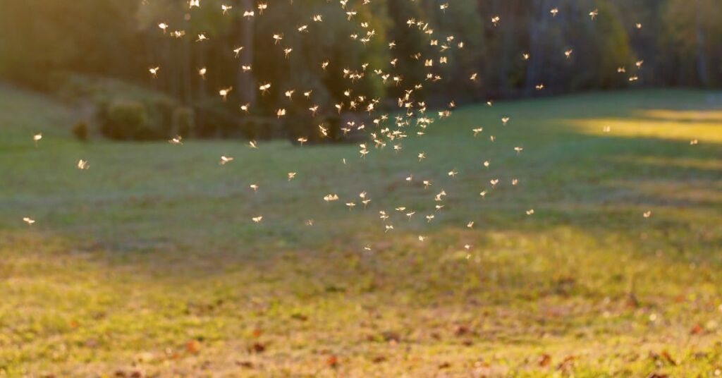 A high-resolution photograph captures a mosquito resting on vibrant green lawn grass in natural daylight. The mosquito's details are sharply visible against the textured blades of grass.
