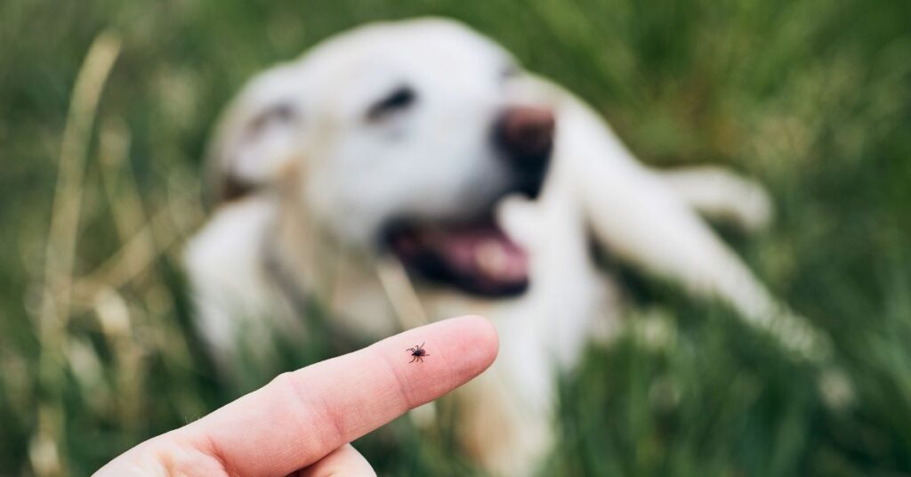 an adult tick on green lawn grass, showing its reddish-brown body and eight legs in natural sunlight. On human finger with dog in the background. 
