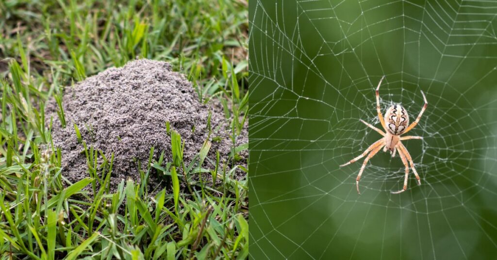 Spider and ants side by side. 2 images in one. 
