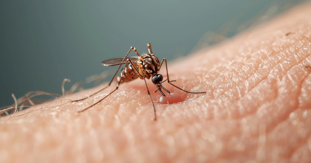 mosquito borne disease facts and what to know