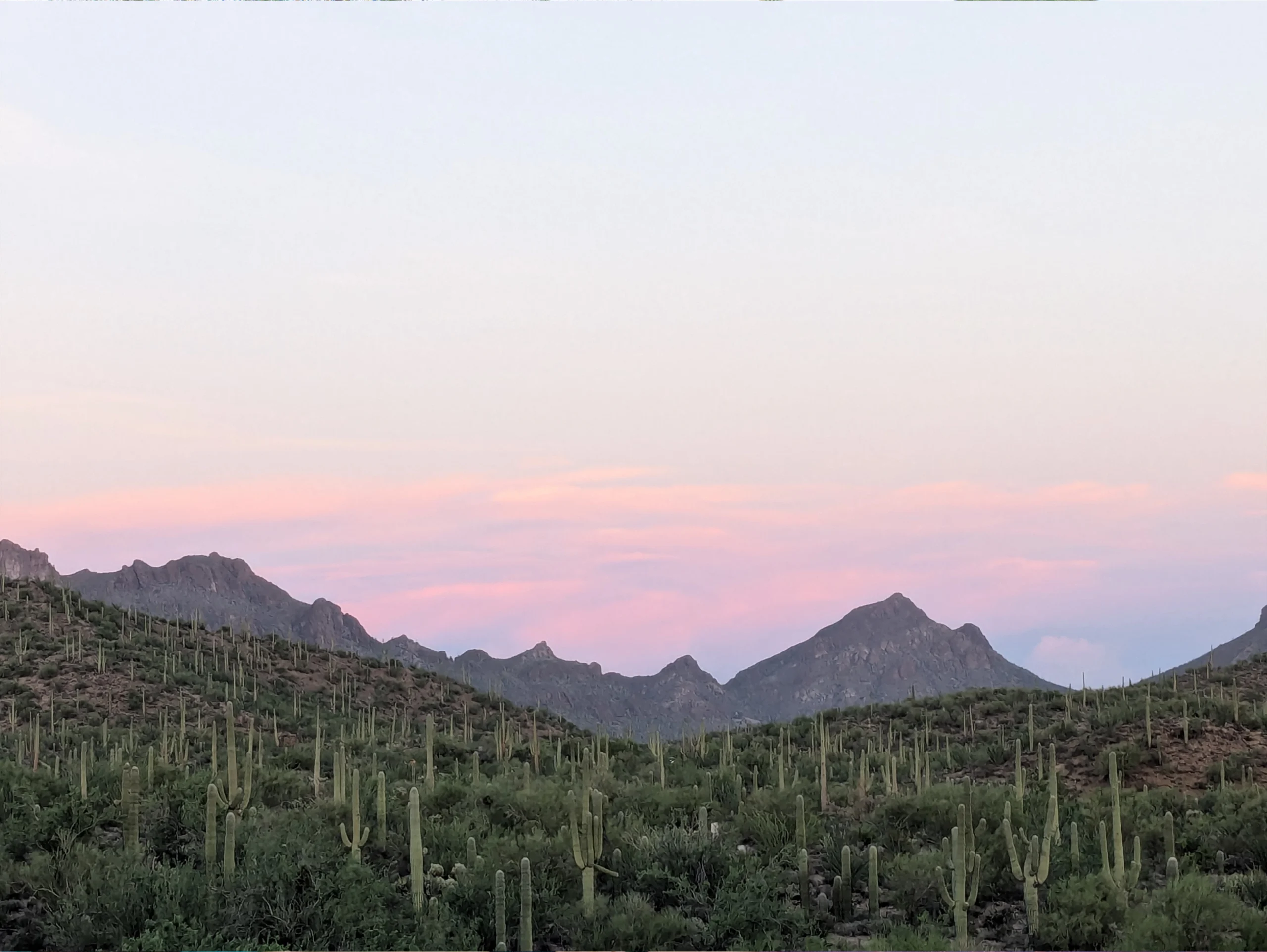 Natural mosquito control in Tucson, AZ
