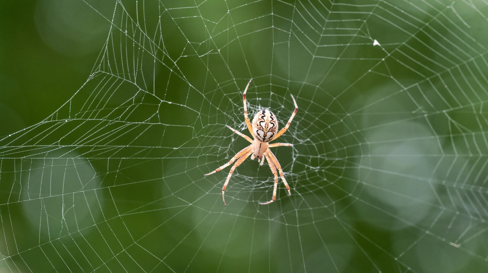 natural spider contrl