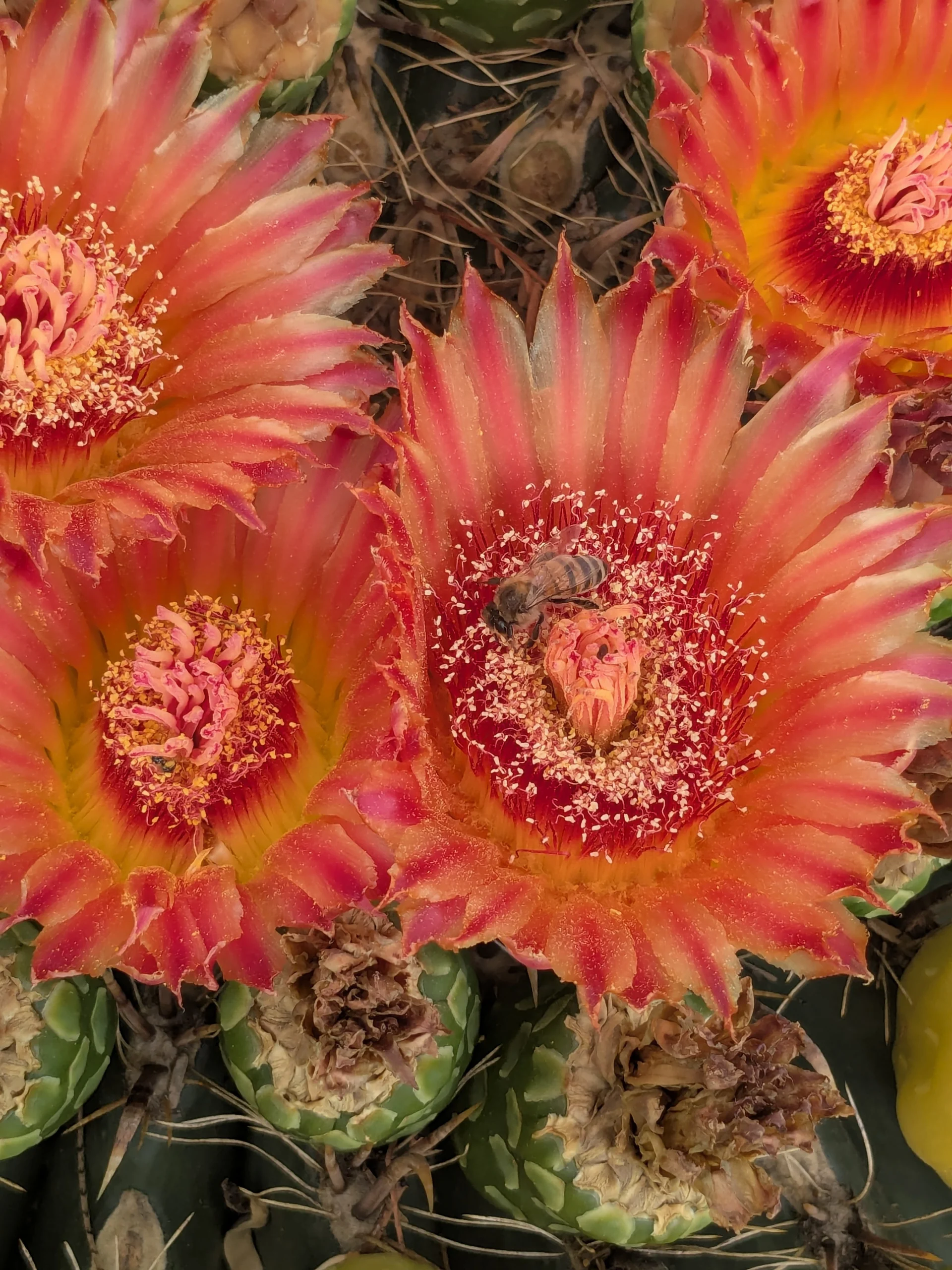 pollinator friendly mosquito control in tucson az